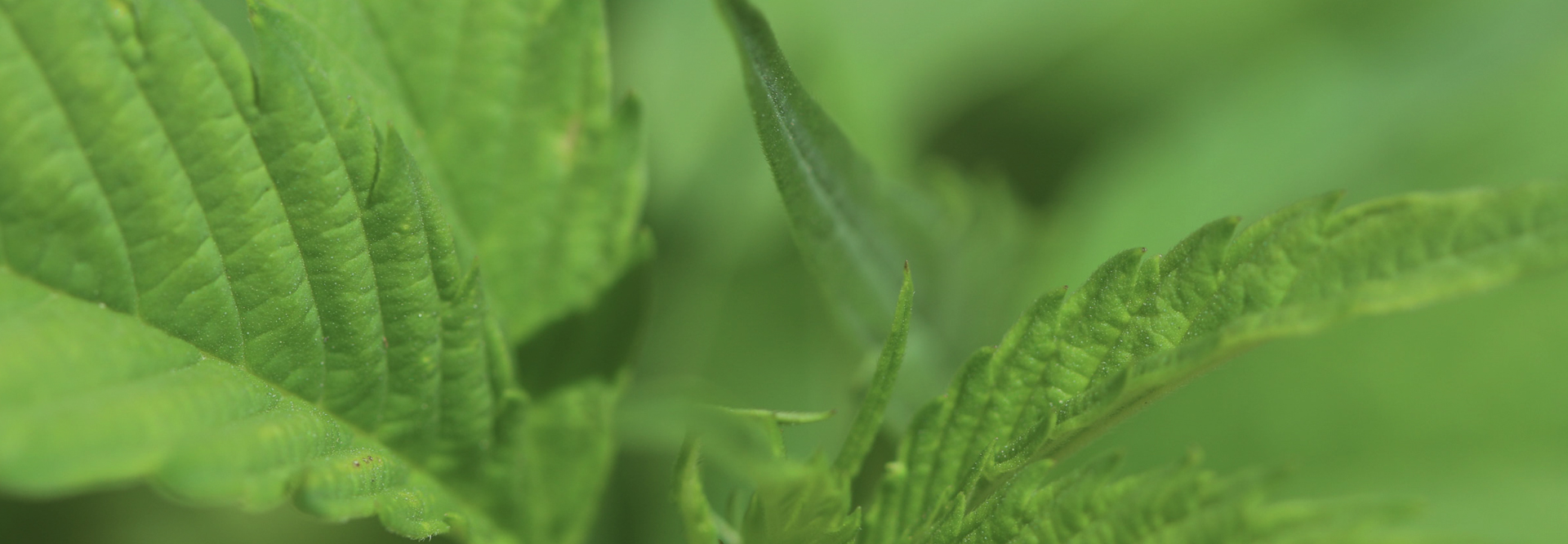 Cannabis plant