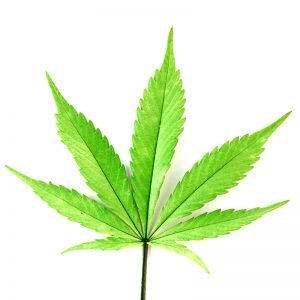 Cannabis leaf on stem