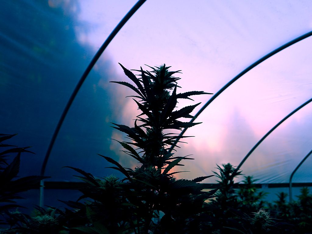 Cannabis farm photography by KindTyme