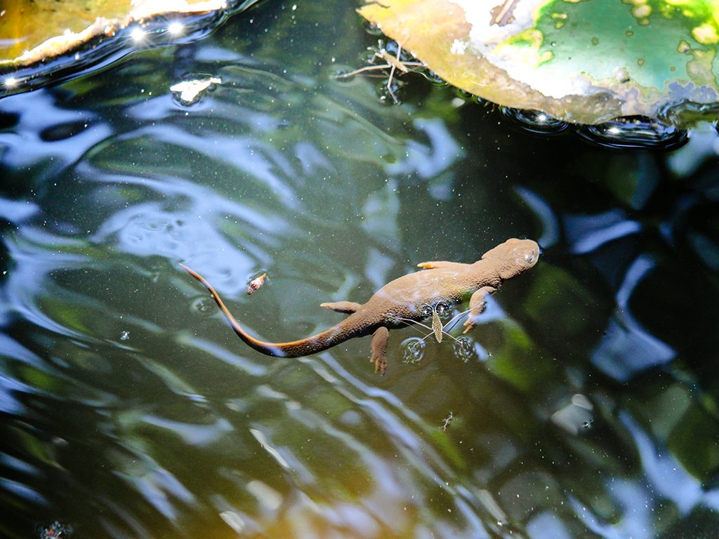 Gecko in pond at Apollo Grown cannabis farm