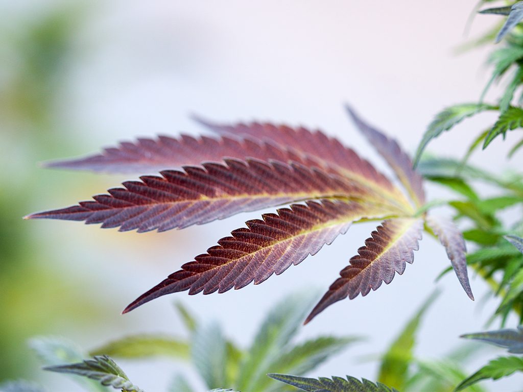 Cannabis leaf photography