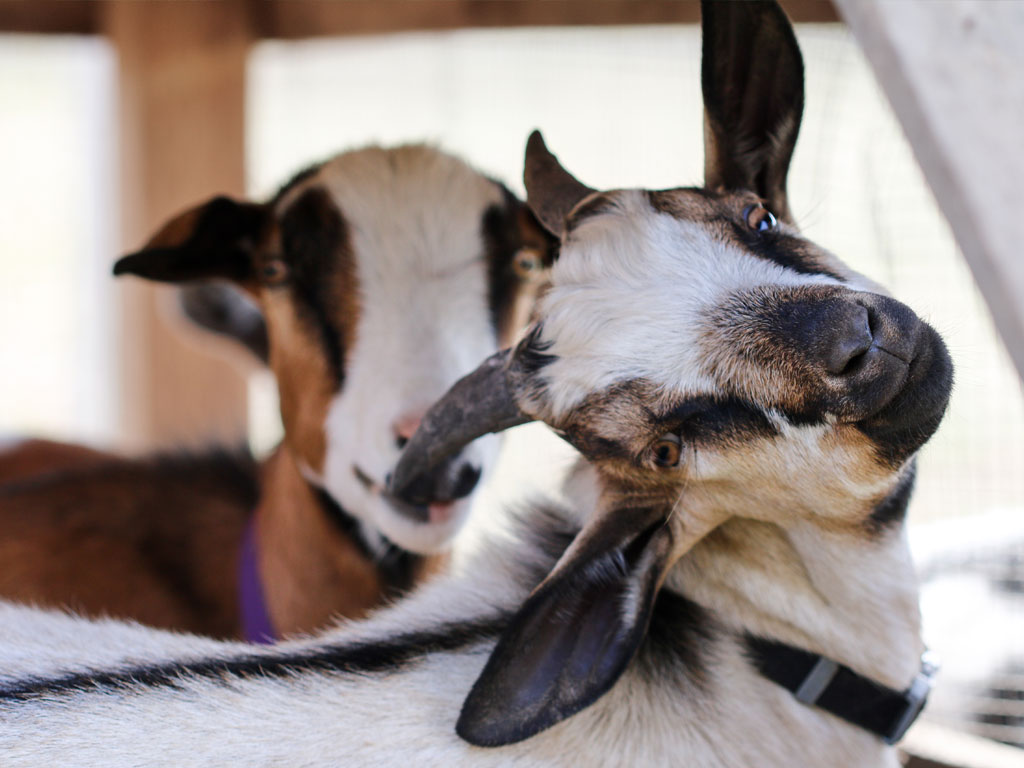 Goats at Cannaman Farms in Washington