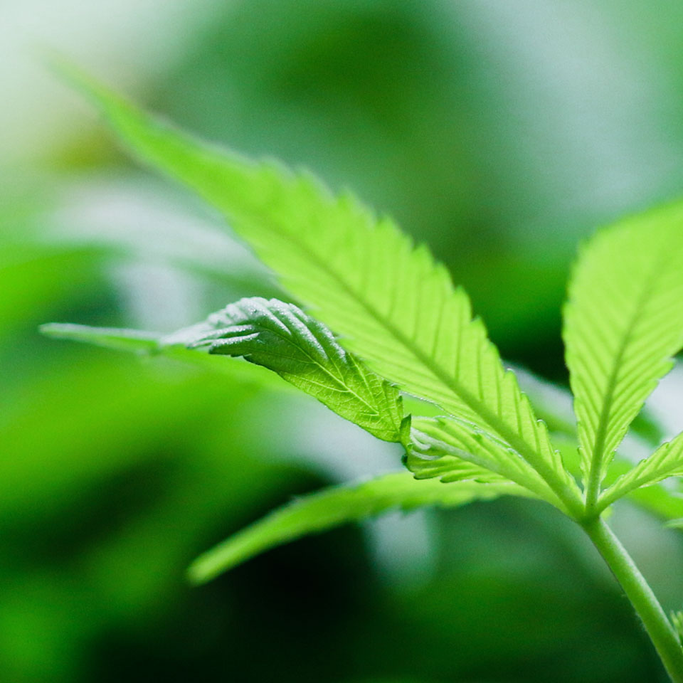 Plant photography on Washington cannabis farm