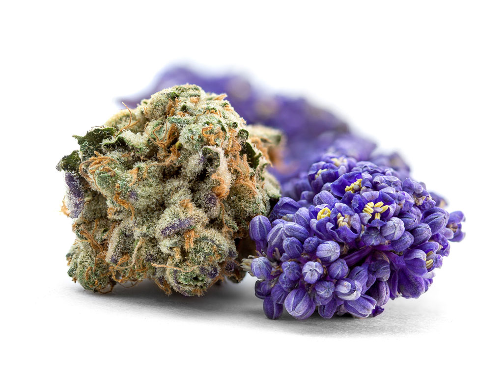 Cannabis and flowers photography