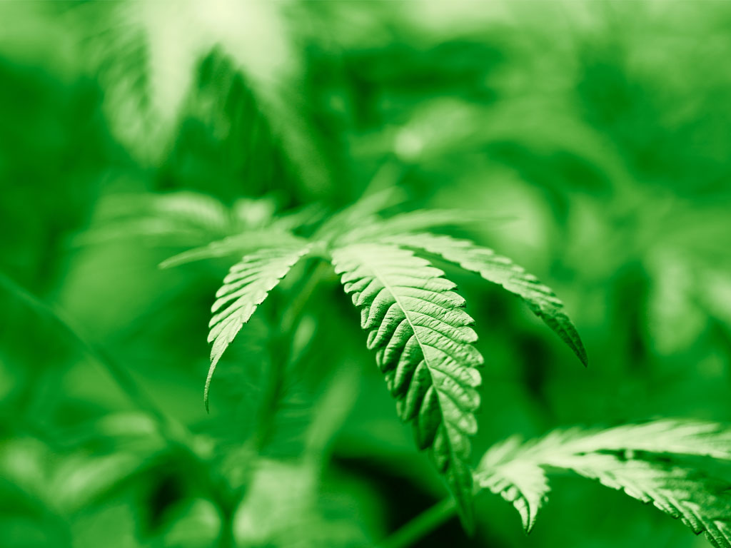 Closeup photography of leaf on marijuana plant