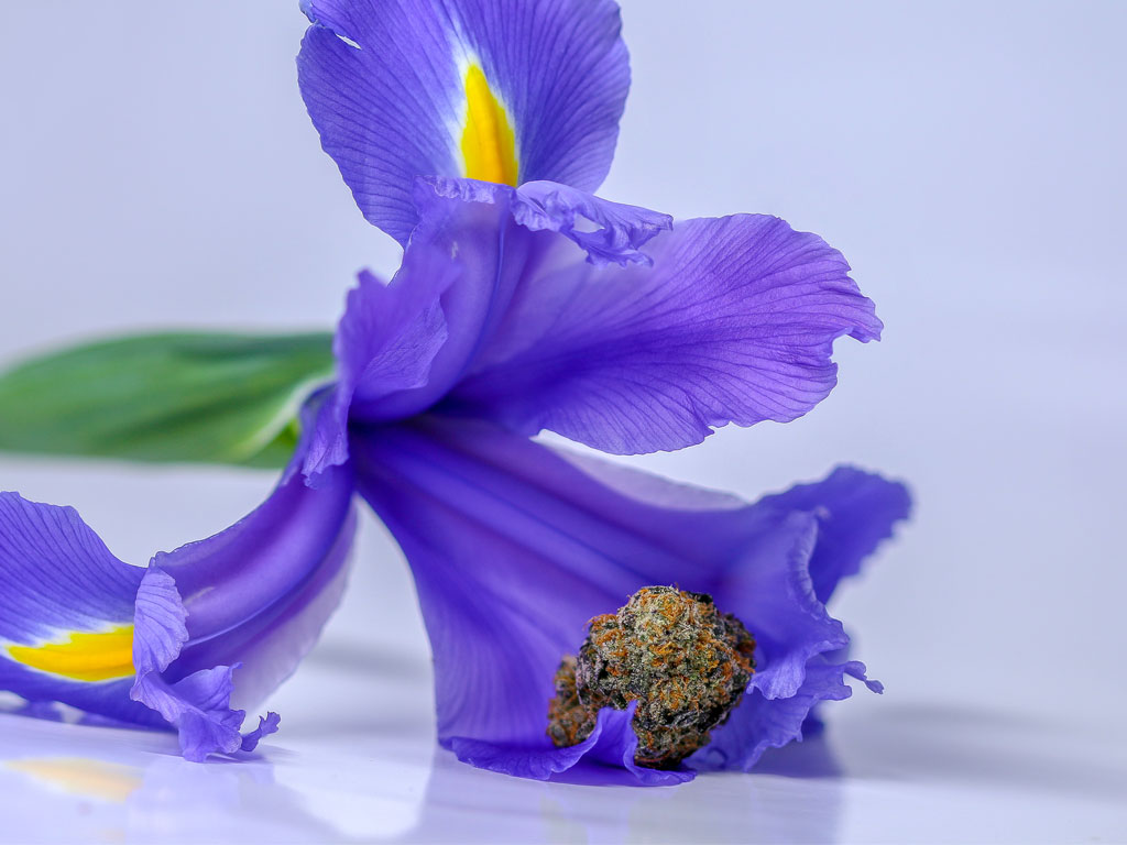 Purple Flower and Marijuana Photo