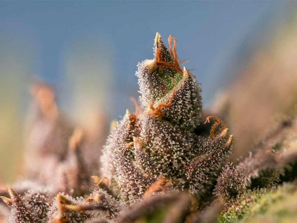 Purple cannabis plant closeup
