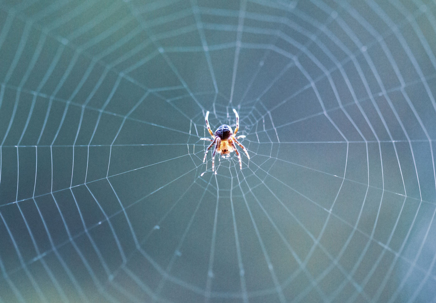 Photography of spider in center of web
