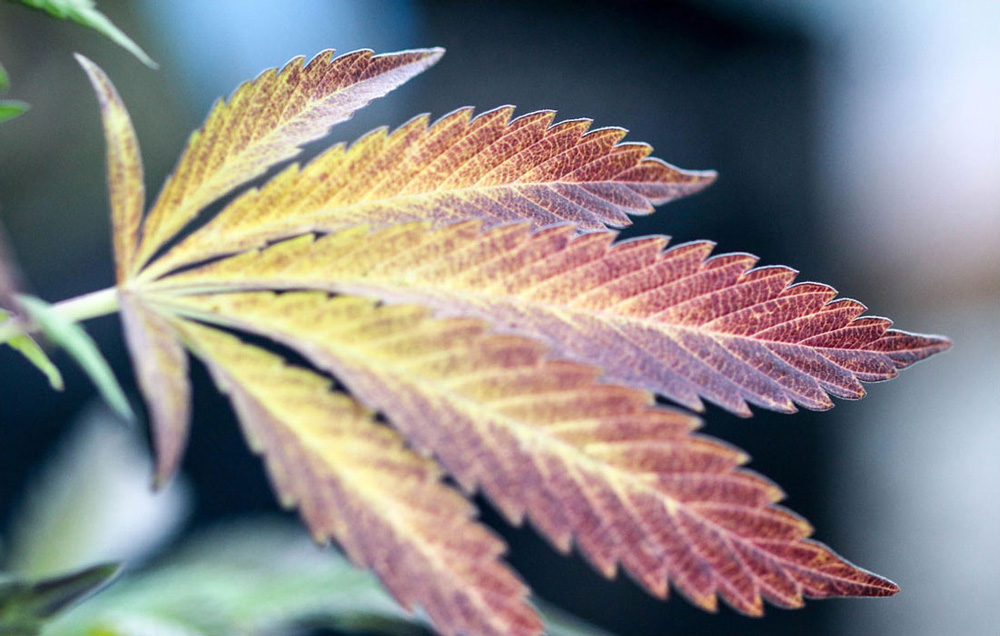 Cannabis leaf on outdoor farm plant