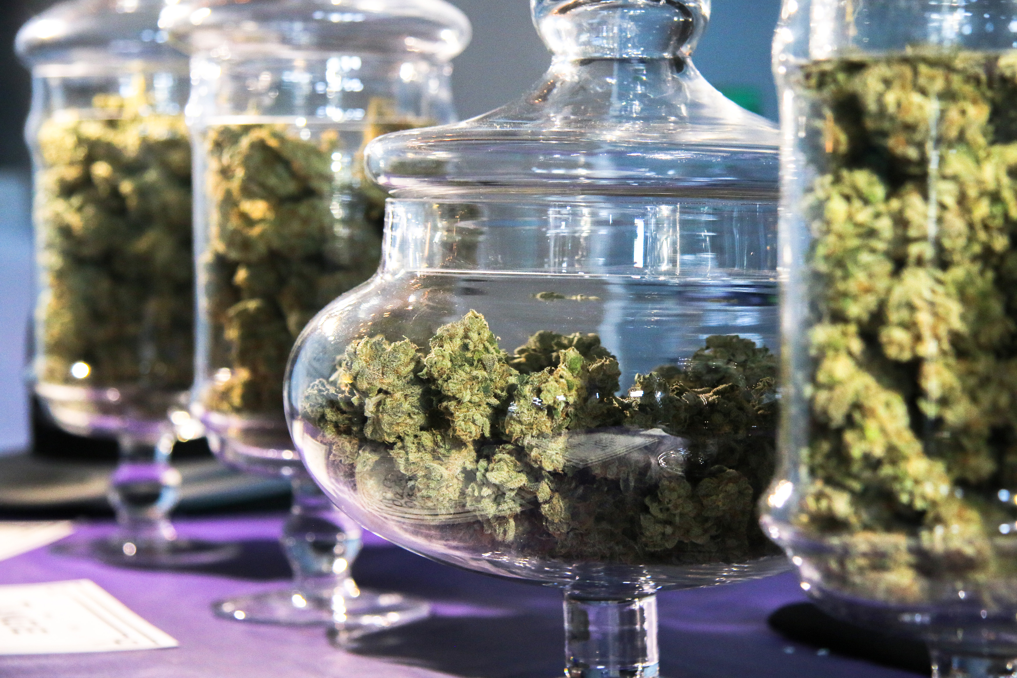 High Noon Cultivation tradeshow booth Cannabis in jars at portland summer fair 2016
